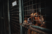 Juhokórejský parlament schválil zákon zakazujúci konzumáciu a predaj psieho mäsa.