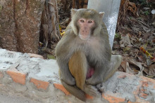 Druh opice makak rézus