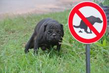 V Taliansku budú robiť psom testy DNA, aby dostihli majiteľov, ktorí po nich neupratujú