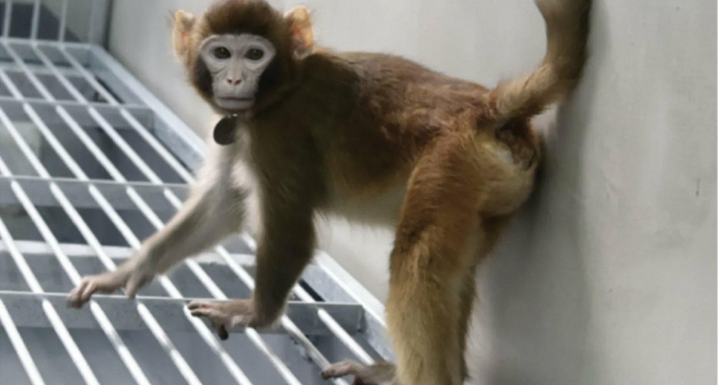 Klonovaná opica ReTro