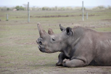 Jedna z dvoch posledných samíc nosorožca severného bieleho. FOTO: Reuters
