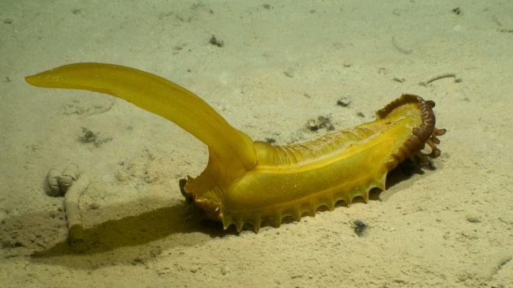 Novoobjavené podmorské tvory: Život v objatí chladu, tmy a tlaku