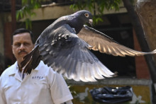 Veterinár vypúšťa na slobodu holuba vo veterinárnej klinike, ktorého indické úrady odchytili pred ôsmimi mesiacmi v prístave v Bombaji pre podozrenie, že je čínskym špiónom. FOTO: TASR/AP