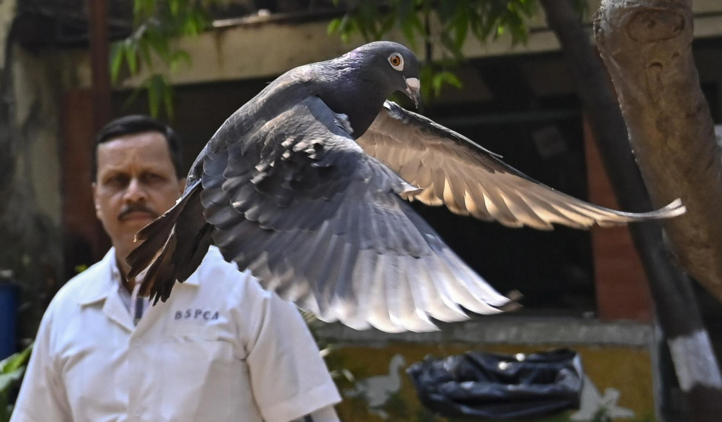 Veterinár vypúšťa na slobodu holuba vo veterinárnej klinike, ktorého indické úrady odchytili pred ôsmimi mesiacmi v prístave v Bombaji pre podozrenie, že je čínskym špiónom. FOTO: TASR/AP