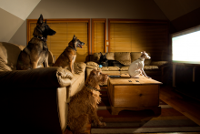 Osem z desiatich psov si užíva sledovanie televízie.