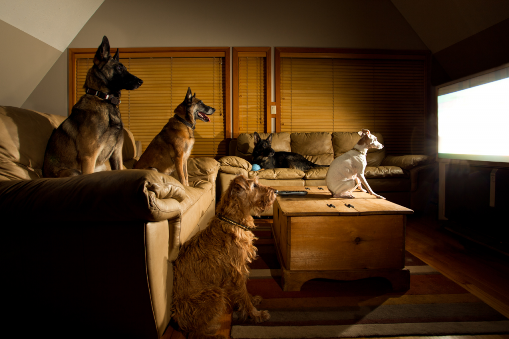 Osem z desiatich psov si užíva sledovanie televízie.