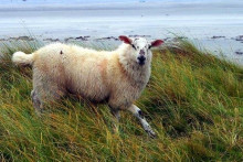 Tiree