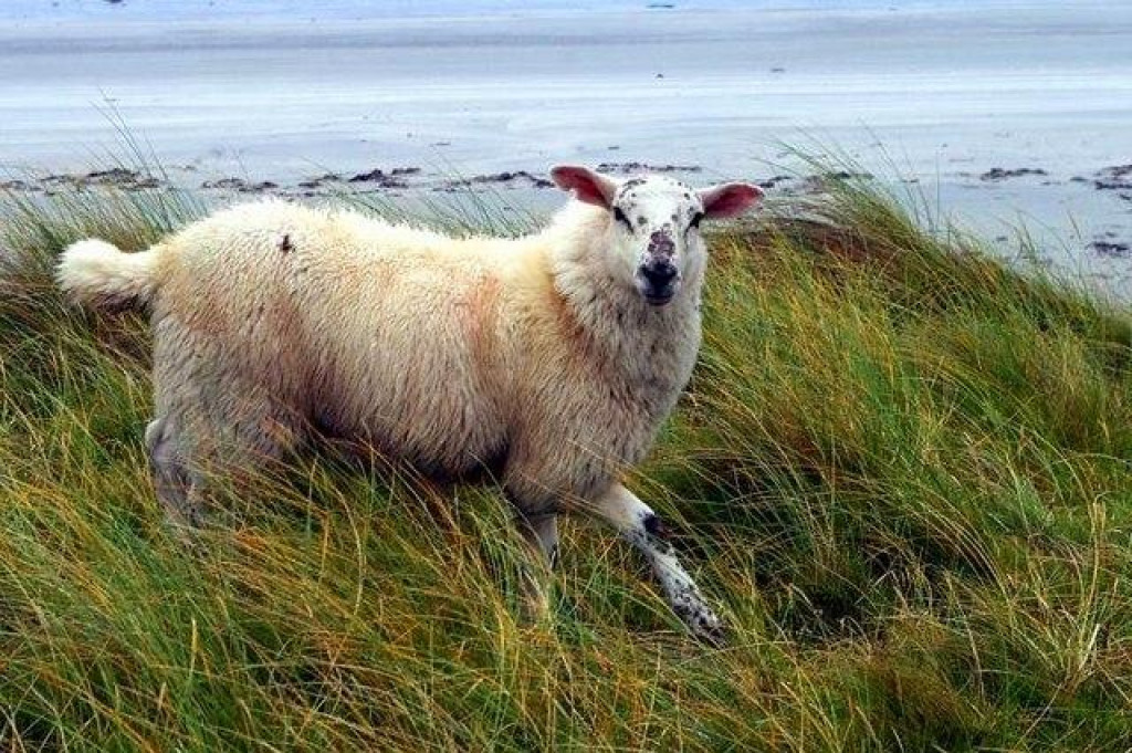 Tiree