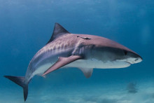 Počet smrteľných útokov žralokov sa v roku 2023 na celom svete zdvojnásobil.