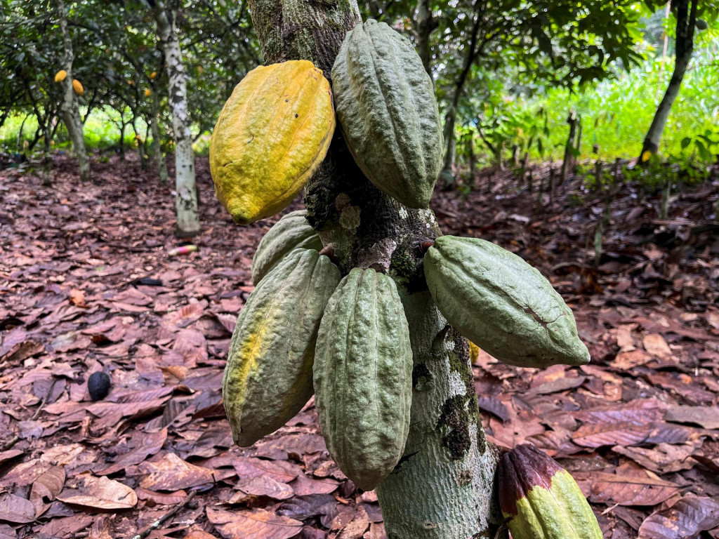 Kakaové struky na farme v Pobreží Slonoviny. FOTO: REUTERS