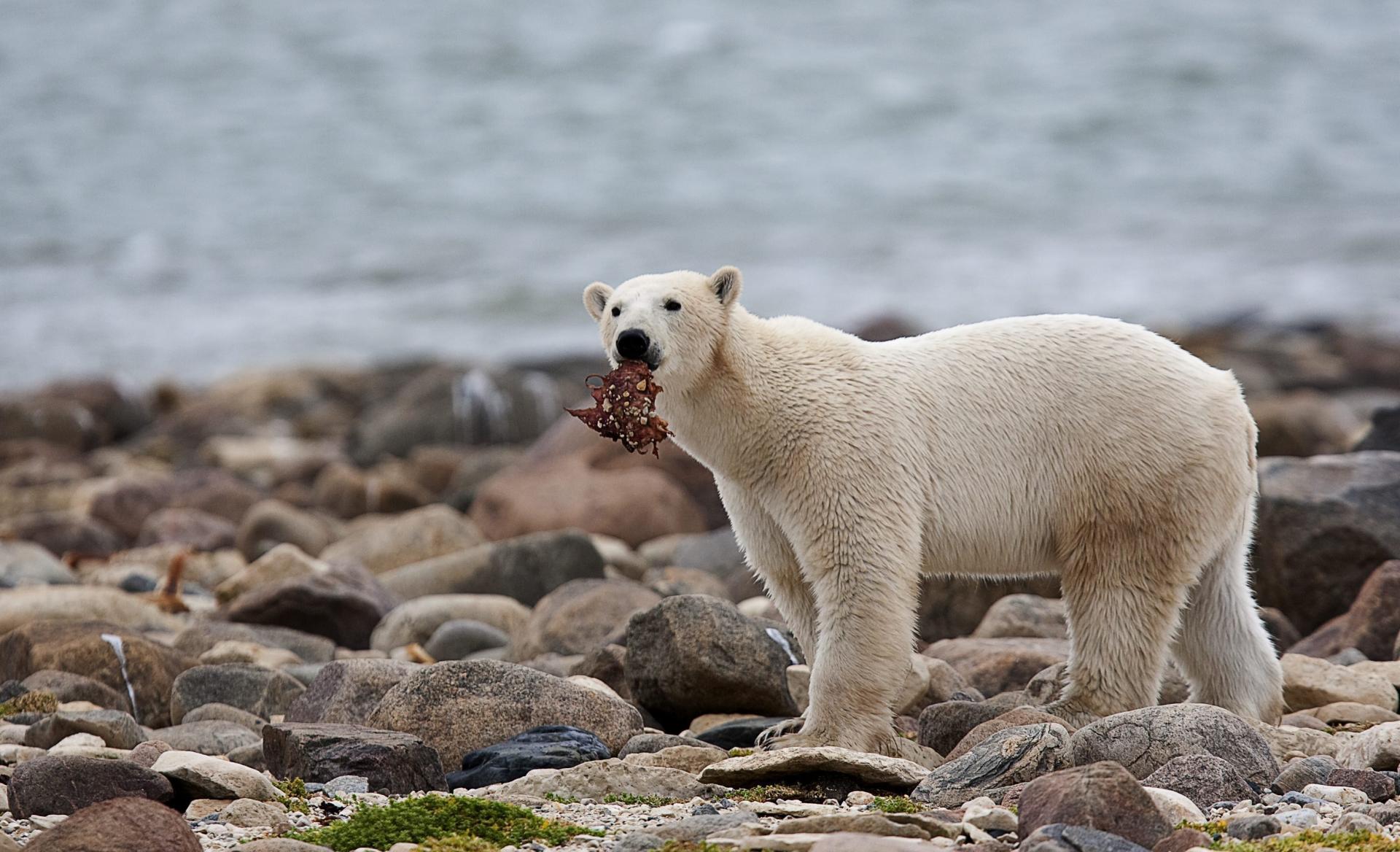 Ľadové medvede ničí hlad. Štúdia zistila ich výrazné chradnutie, vedci šelmy skúmali tri roky