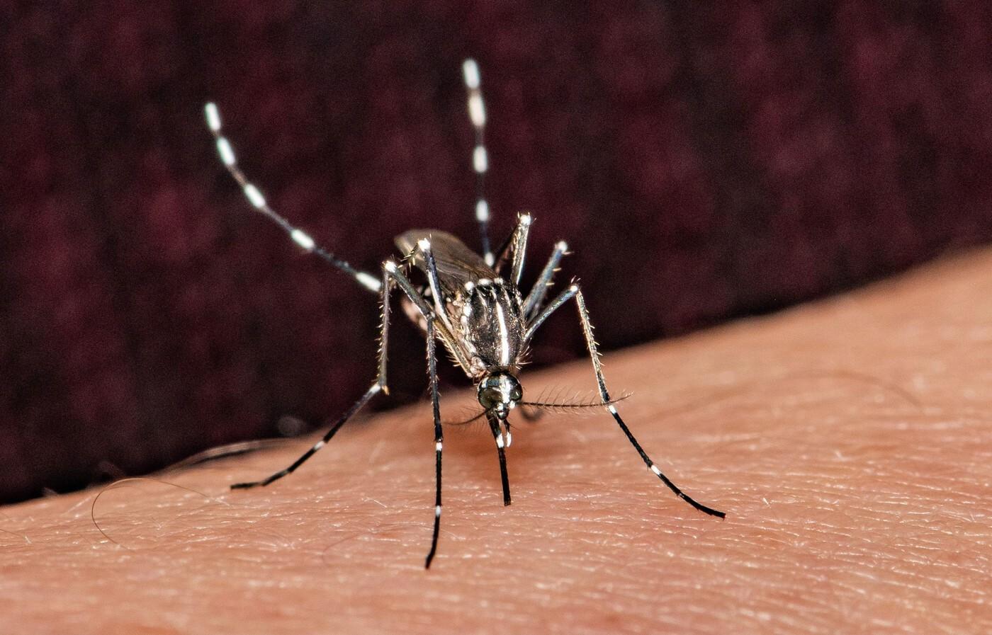 Na Slovensku zaznamenali nebezpečného ázijského komára tigrovaného