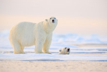 Arktída je domovom medveďa bieleho, zvaného aj ľadový.