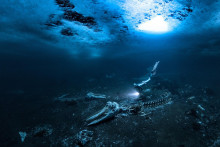 Fotografia, ktorá porotcov skutočne očarila, má názov Whale Bones od Alexa Dawsona, ktorá zobrazuje potápača plávajúceho medzi obrovskými kostrami zabitých veľrýb pri pobreží Grónska.