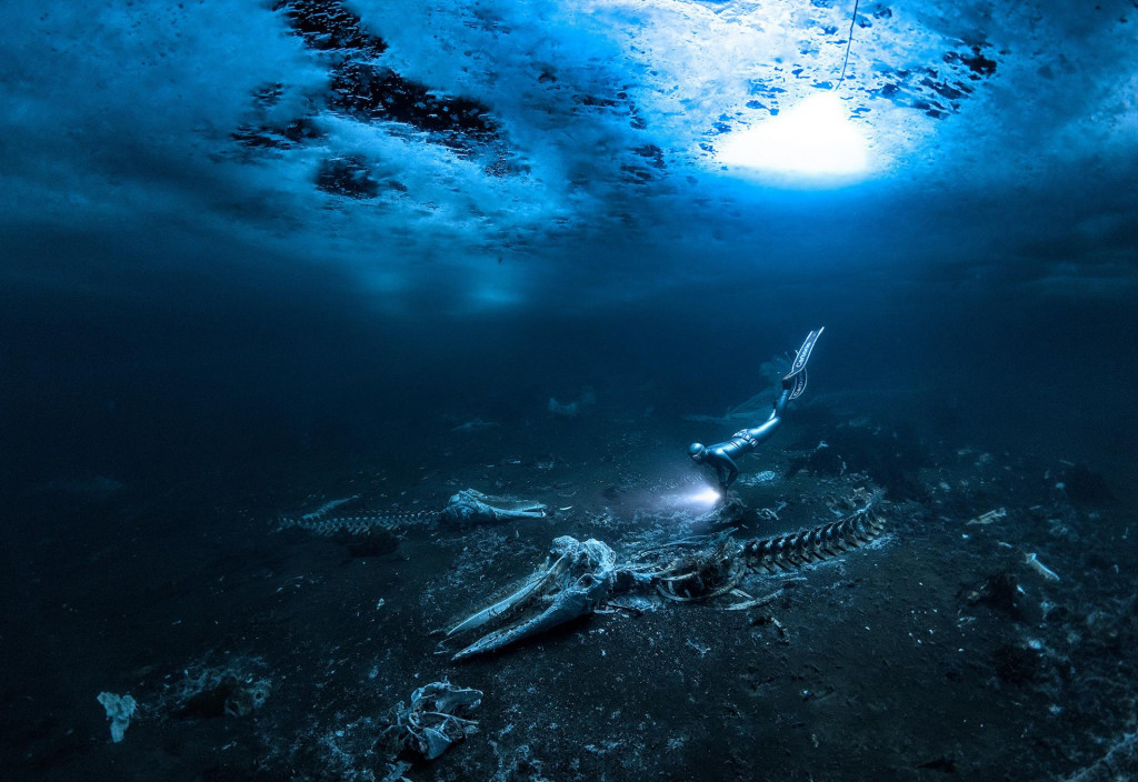 Fotografia, ktorá porotcov skutočne očarila, má názov Whale Bones od Alexa Dawsona, ktorá zobrazuje potápača plávajúceho medzi obrovskými kostrami zabitých veľrýb pri pobreží Grónska.