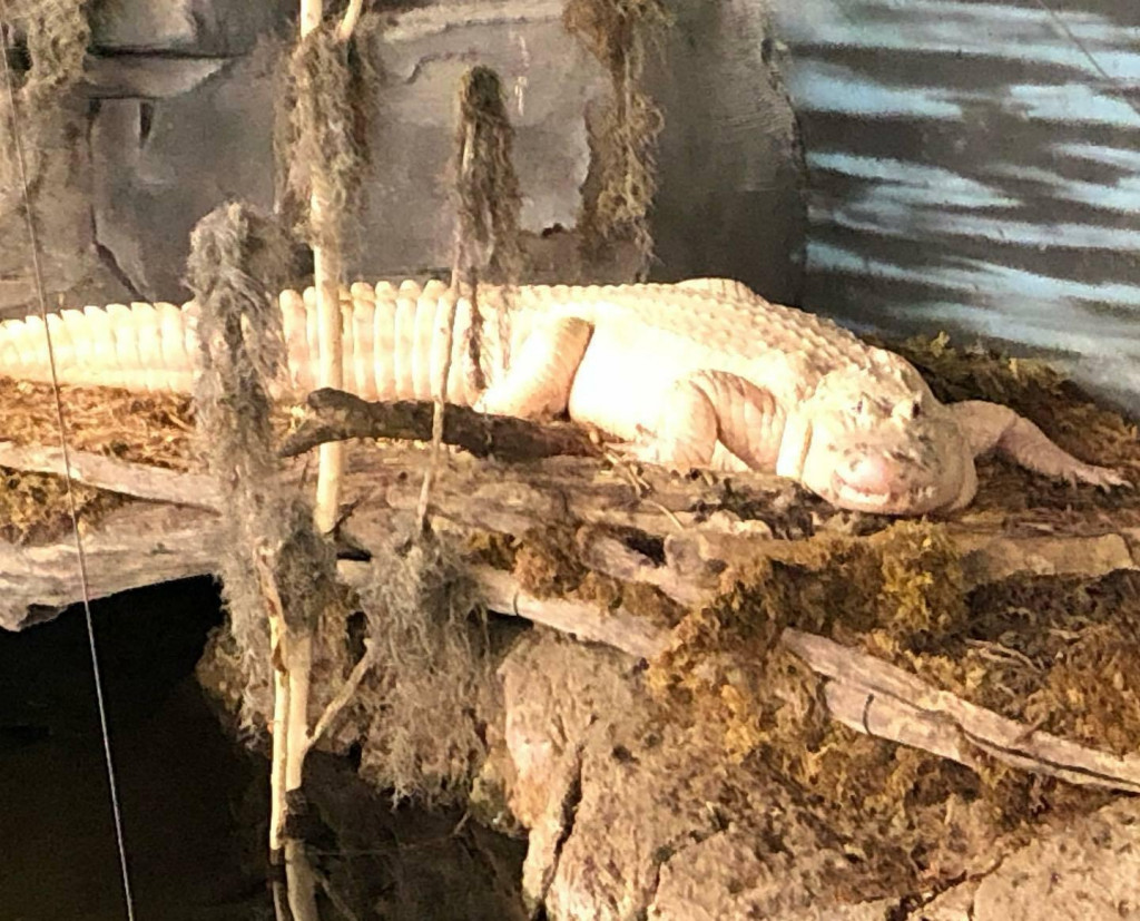 Biely aligátor Thibodaux