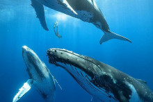 Vedci vyriešili záhadu veľrybích piesní.