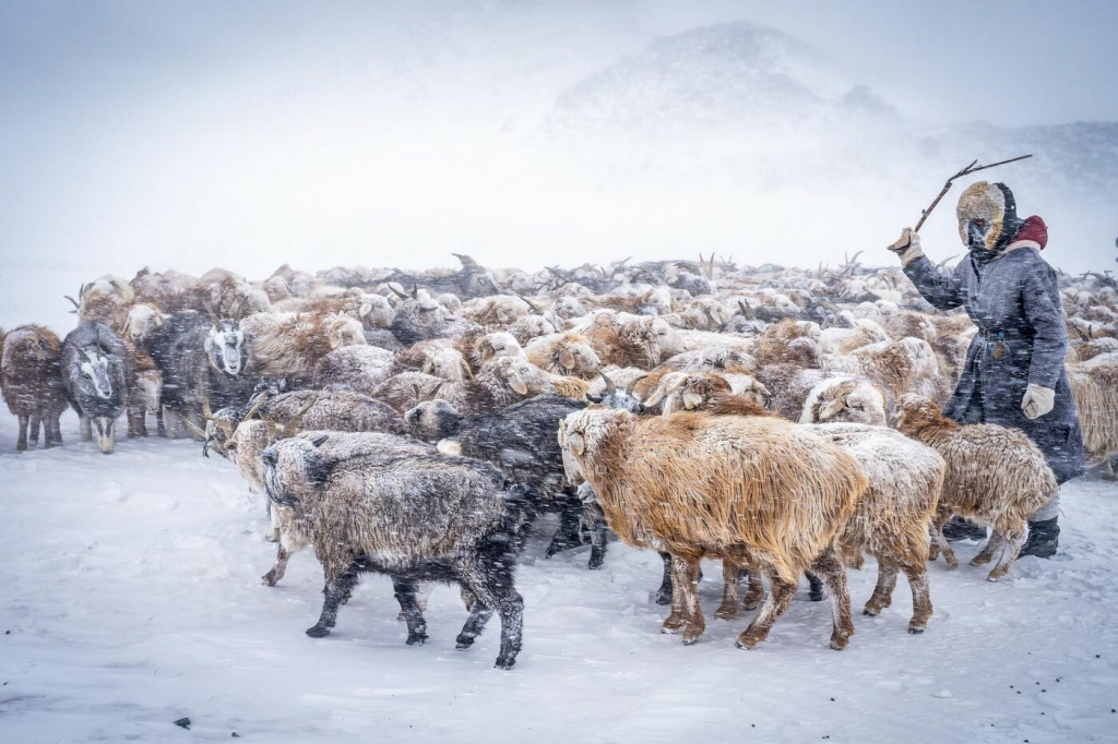 Pastier zaháňa dobytok počas snehovej búrky v Mongolsku. FOTO: Profimedia