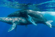 Fotograf zachytil vôbec prvú snímku páriacich sa veľrýb.