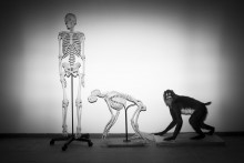 Na archívnej snímke kostra ľudského tela a opice čakajú na inštaláciu v prírodovednom múzeu v izraelskom Tel Avive.