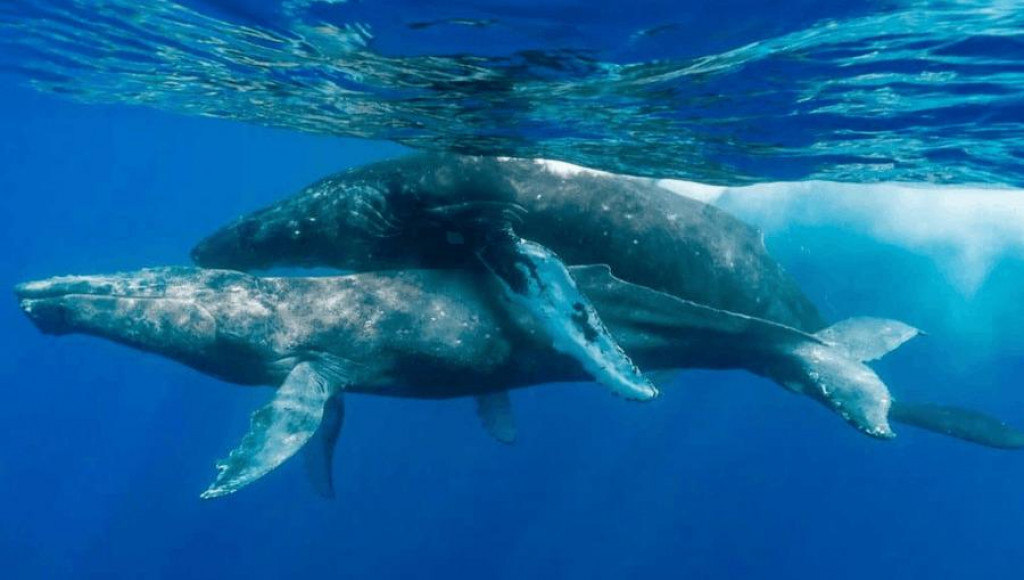 Fotograf zachytil vôbec prvú snímku páriacich sa veľrýb.