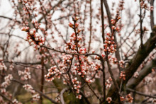 Na snímke kvitnúce marhule v ovocnom sade Novosad v katastri obce Cabaj-Čápor v okrese Nitra 1. marca 2024.

FOTO: TASR/H. Mišovič