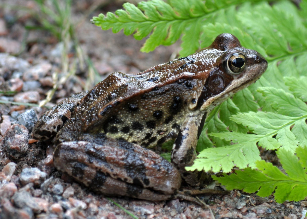 Žaba v prírode FOTO: Flickr