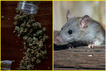 Potkany zožrali všetku marihuanu na policajnej stanici