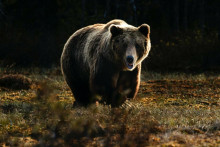 Medveď (ilustračné foto)