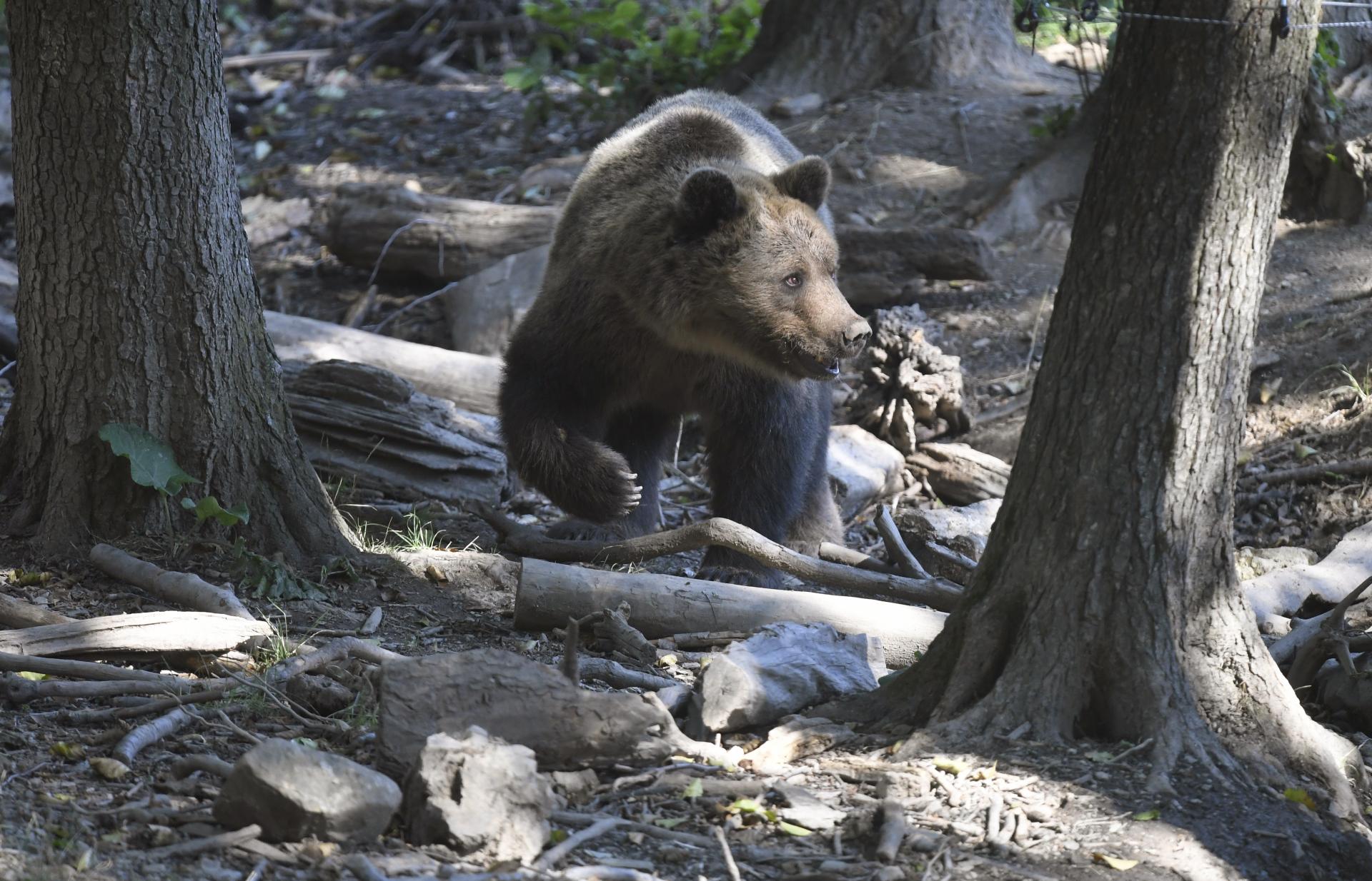 Medveďa zatiaľ neodstrelili, hliadky sú v Liptovskom Mikuláši stále v teréne