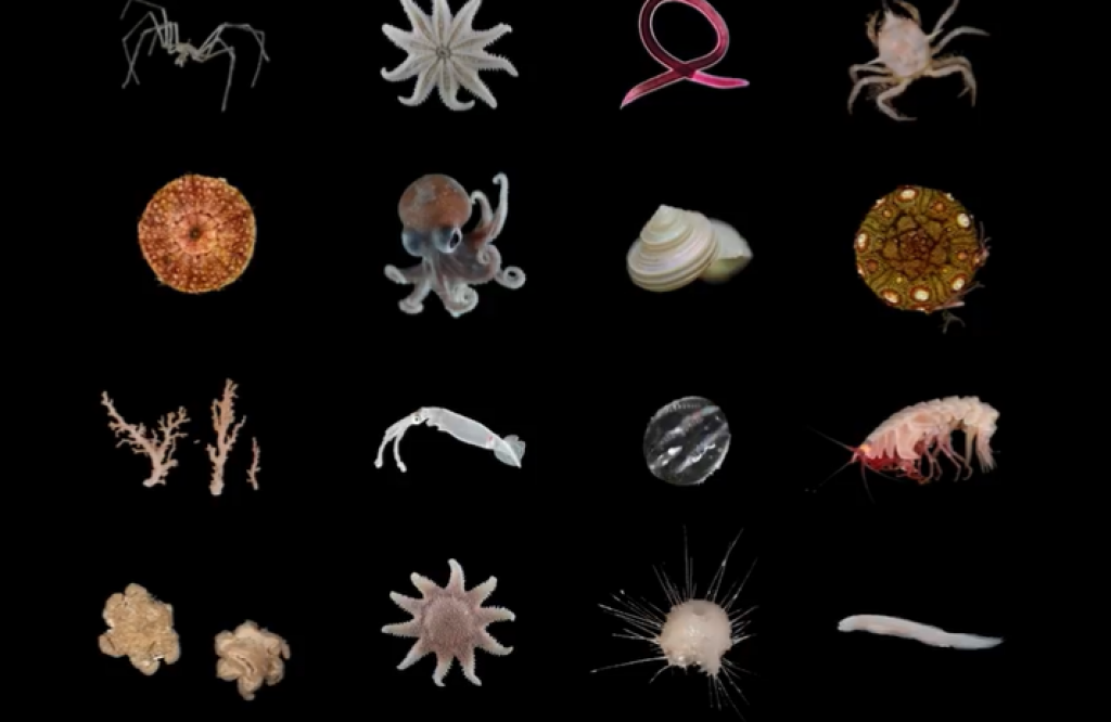 Nová expedícia na dne oceánu odhalila stovku neznámych živočíchov.