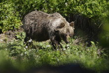 Na snímke medveď hnedý v doline Zadné Meďodoly.