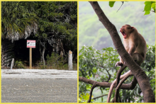 Ostrov ovládajú tisíce makakov z laboratória.