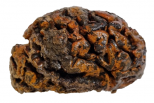 Objavili 12-tisíc rokov starý ľudský mozog.