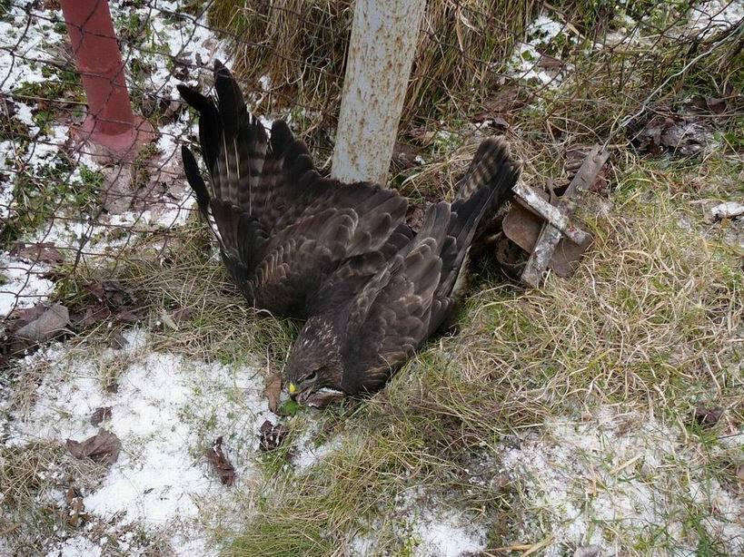 Na východnom Slovensku zaznamenali pascami zmrzačené chránené dravce