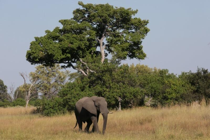 Botswana warnt davor, 20.000 Elefanten nach Deutschland zu schicken.  Die grüne Politik ist ihr peinlich