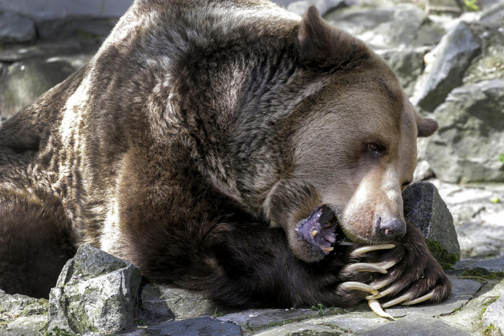 Fotografia medveďa pochádza zo zoologickej záhrady. Šelmu však možno vidieť aj mimo mreží v blízkosti obydlí. FOTO: TASR/D. Veselský