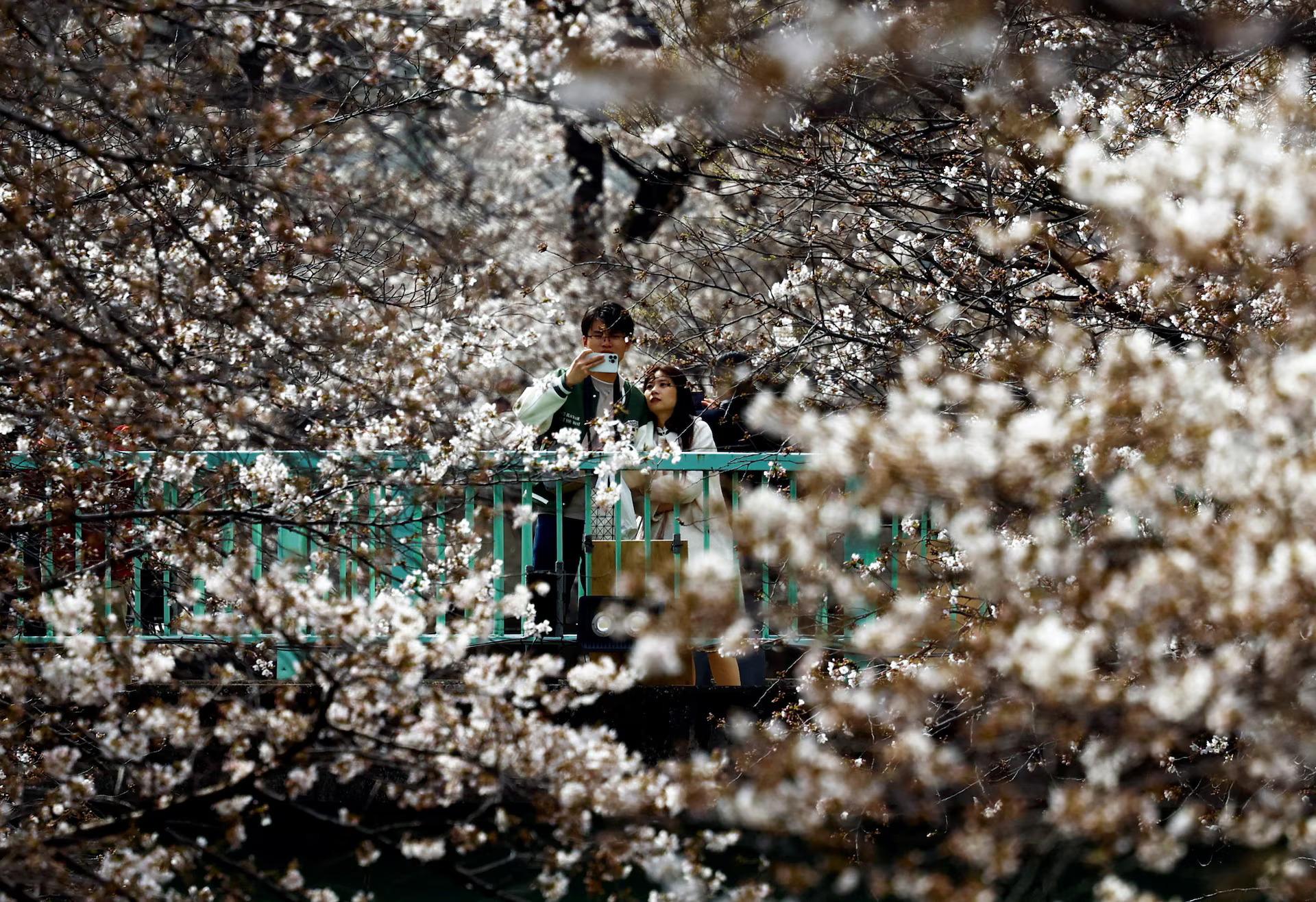 Davy ľudí si v Tokiu robia pikniky a sledujú kvitnutie japonských čerešní