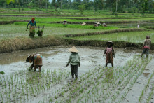 Farmári pracujúci na ryžovom poli. FOTO: Flickr