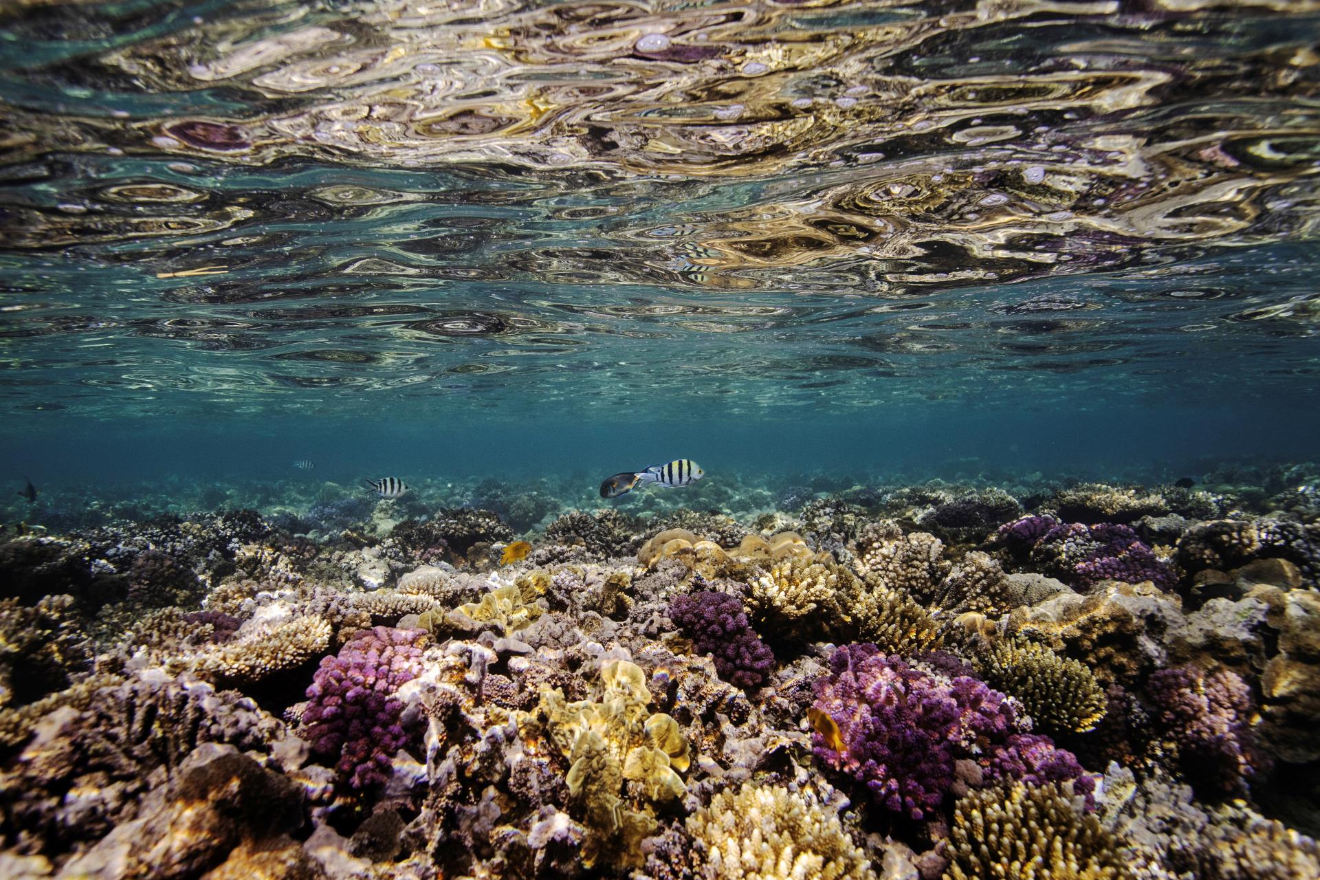 Vo svetových oceánoch hromadne belejú koraly, škodia im klimatické zmeny. Tepelný stres ovplyvňuje aj ryby