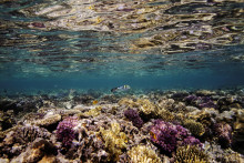 Zbelenie, ktoré je v ostrom kontraste so zvyčajne žiarivými farbami na útesoch, môže nastať, keď sú koraly tepelne namáhané a vytláčajú mikroskopické riasy zvnútra. FOTO: Reuters