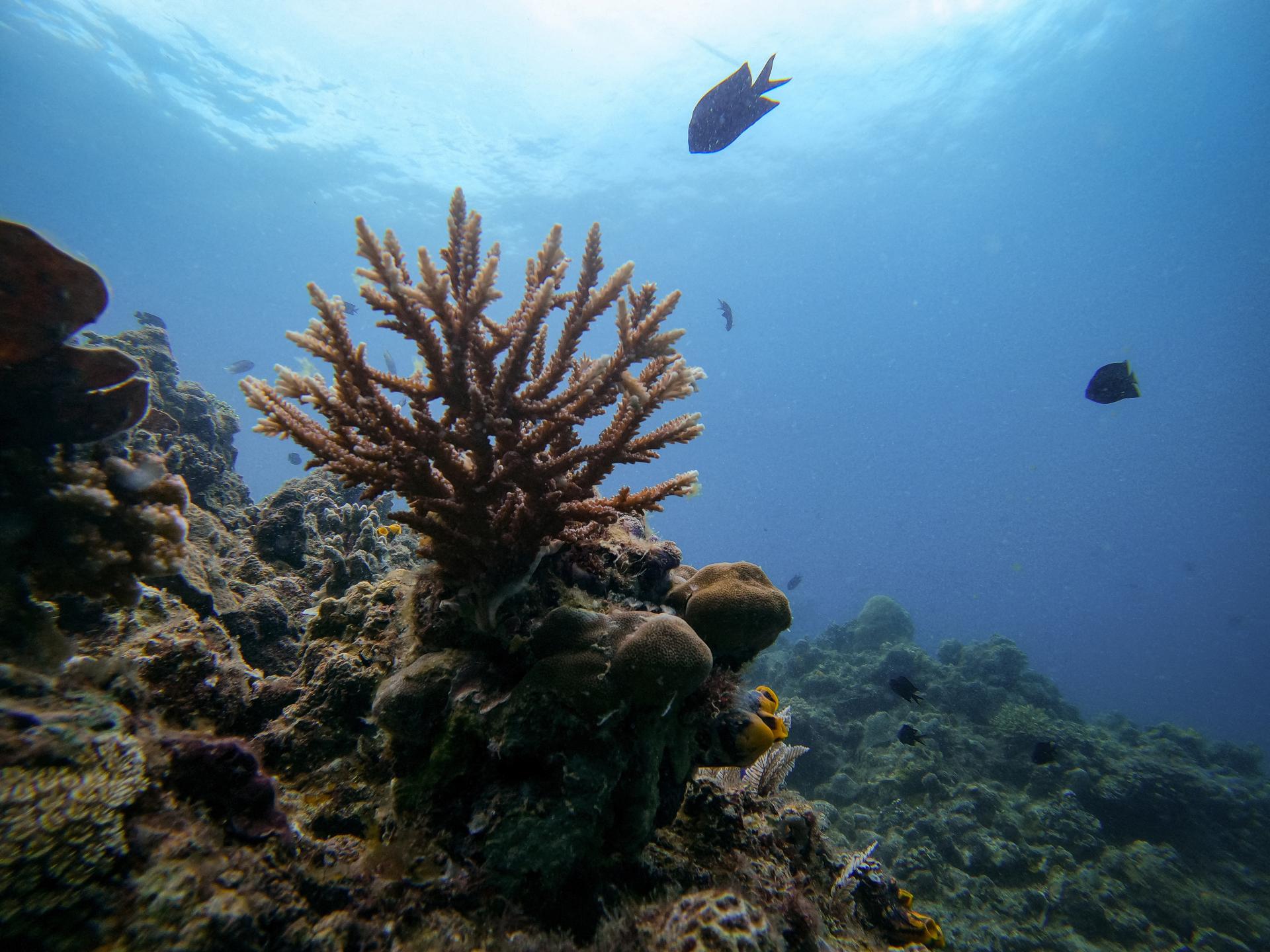 Koralové útesy po celom svete čelia vlne blednutia, zistili vedci