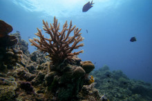 K vyblednutiu koralov dochádza v rôznych oblastiach už dlhšiu dobu.