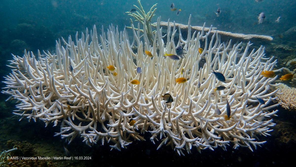 Veľkú koralovú bariéru pri Austrálii zasiahlo rekordné blednutie. Dôvodom sú vysoké teploty