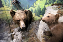 Na fotografii zachytený medveď hnedý je exponátom v múzeu v Liptovskom Mikuláši. FOTO: TASR/J. Krošlák