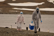 Výskumníci na čilskom území Antarktídy zbierajú vzorky voľne žijúcich živočíchov, minulý mesiac tam bol zistený vírus vtáčej chrípky H5N1. FOTO: Reuters