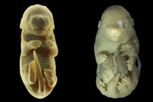 Vedci omylom spôsobili, že myši narástol ďalší pár nôh namiesto genitálií.