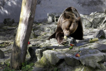 Medveď v bratislavskej zoo