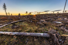 Vo Švédsku miznú staré lesy rýchlejšie ako v Amazónii.