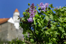 Rozkvitnutý orgován pod Bratislavským hradom zachytený 3. apríla.